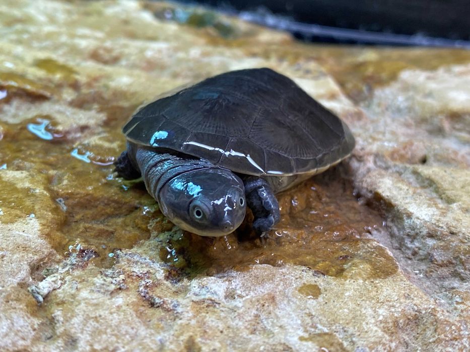 Żółw wodnolądowy Pelomeduza afrykańska Barracuda Dębica