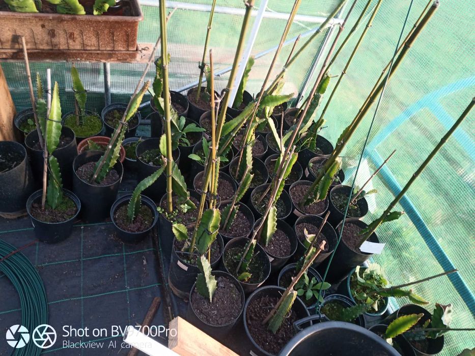 Pitayas mudas estacas