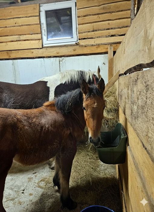 Źrebica zimnokrwista 7-miesięczna