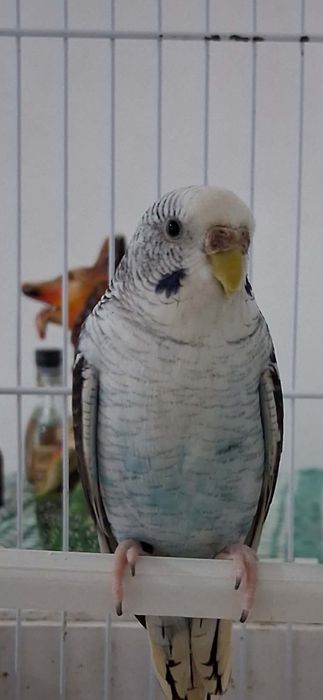 Casalinho de piriquitos asas negras