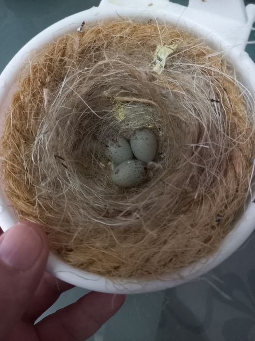 gaiola com tudos lindos