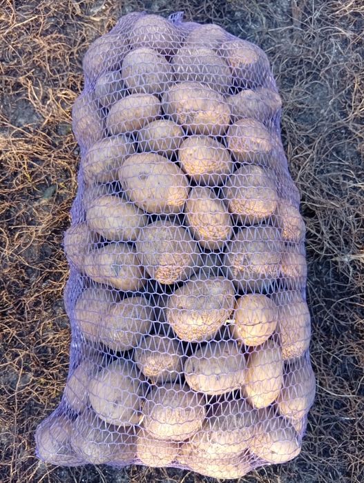 Продам моркву по 7 грн, буряк 8 грн, картопля 9 грн