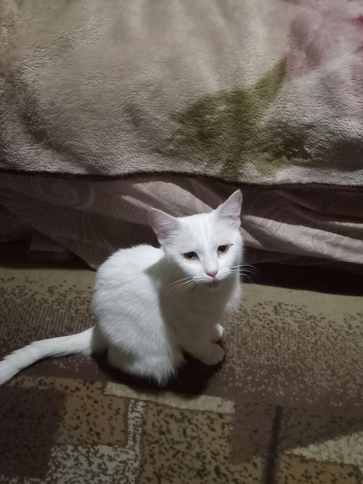 Продам 3х-месячного котёнка мальчика.