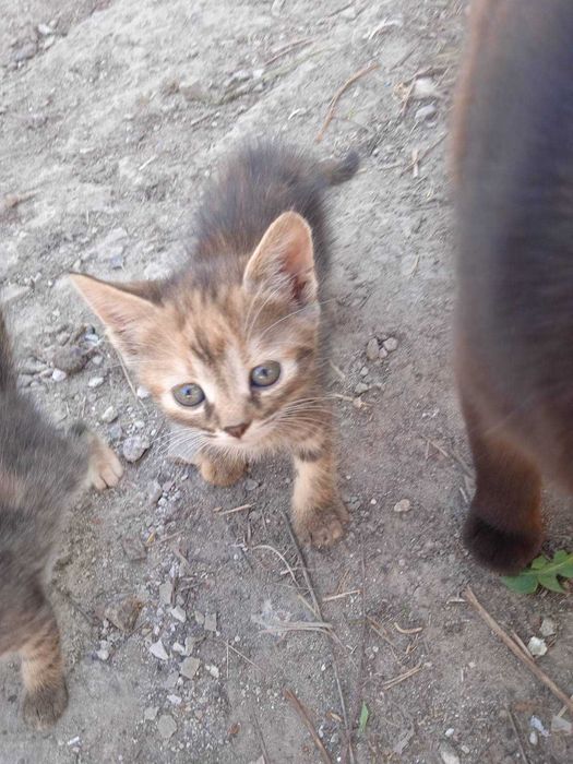 віддам кошенят 2 місяці безкоштовно.
