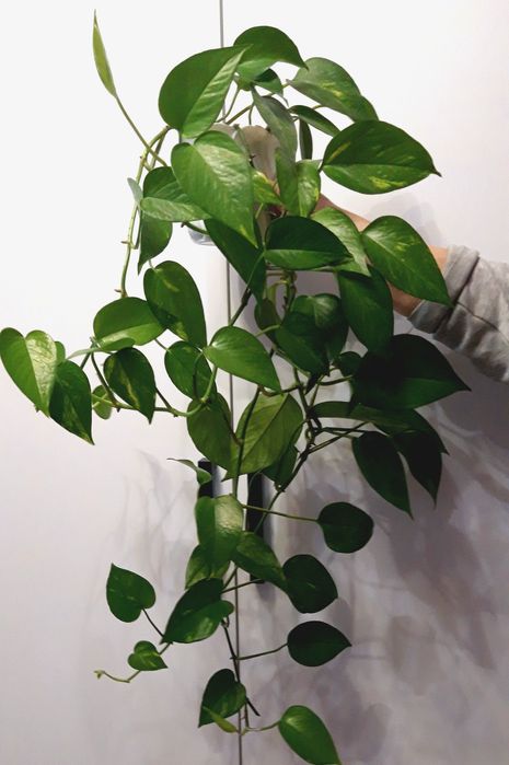 Традесканція Рео звисаюча кімнатні рослини вазон ампельний фікус Рівне