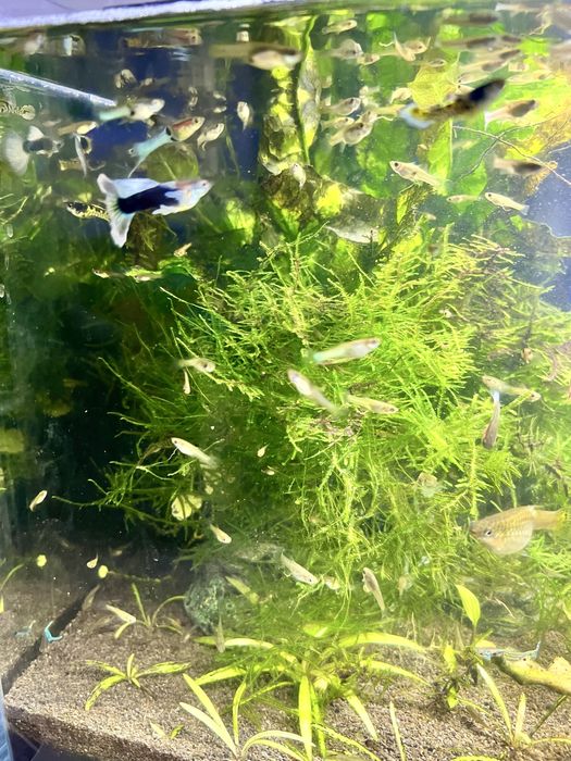 Gupiki mix kolorowe zdrowe