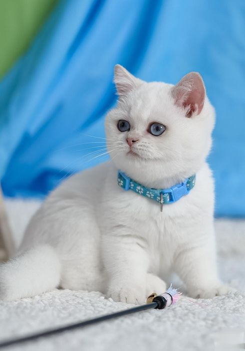 Британські кошенята шншила поінт