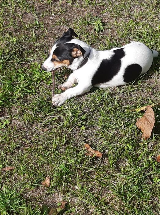 Oddam Pieska Jack Rassel Terrier