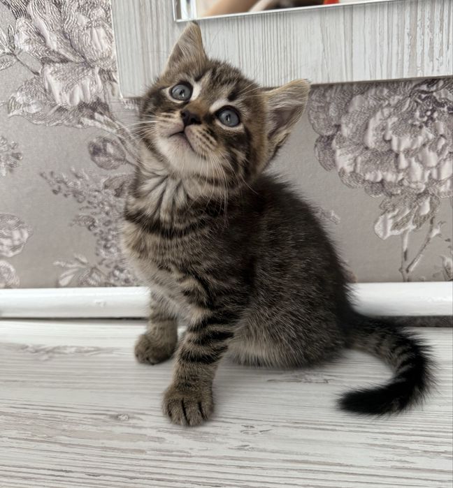 Шотландські кошенята