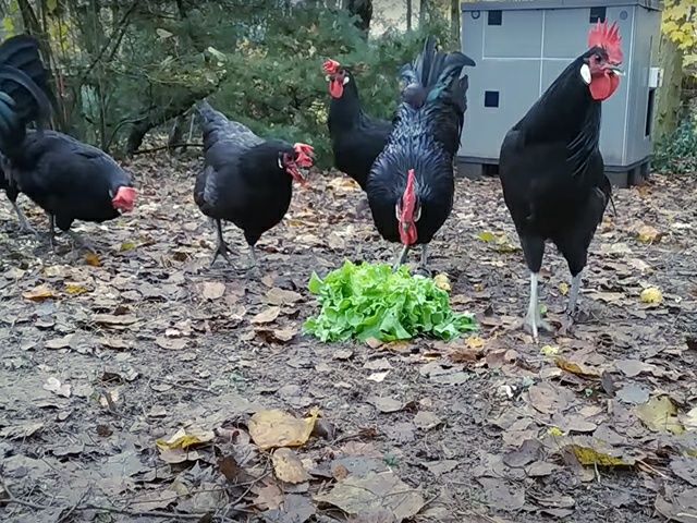 Інкубаційне яйце. Курчата, Барбезье.