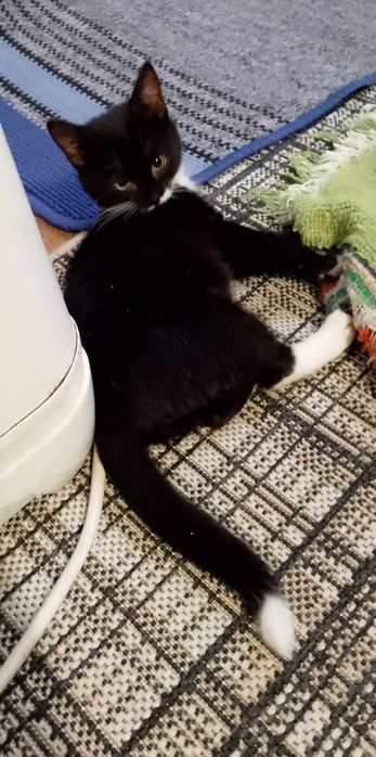 Котик в добрі руки.