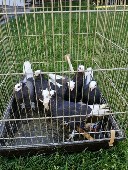 Gołębie białogłówki