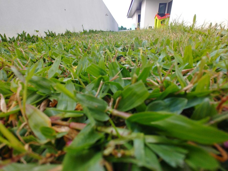 Relva brasileira - Grama São Carlos - 112 pés € 9,90