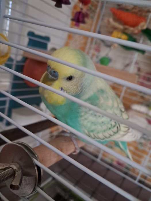 Periquito jovem procura novo lar