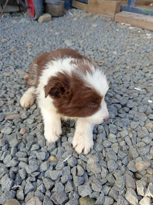Owczarek Border collie