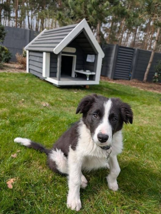 Buda dla psa z tarasem i oknem 180kg wysyłka cała PL