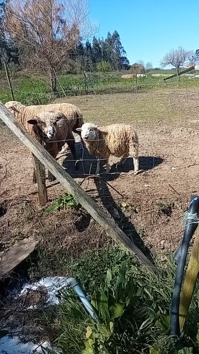 Vendo ovelha anã