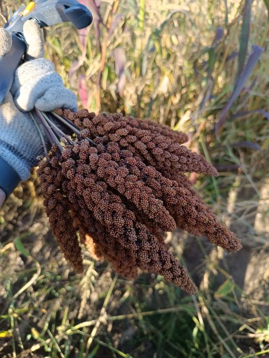 Sprzedam proso senegalskie  czerwone 10kg  z własnego gospodarstwa