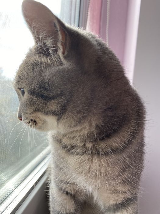 Мурочка шукає домівку