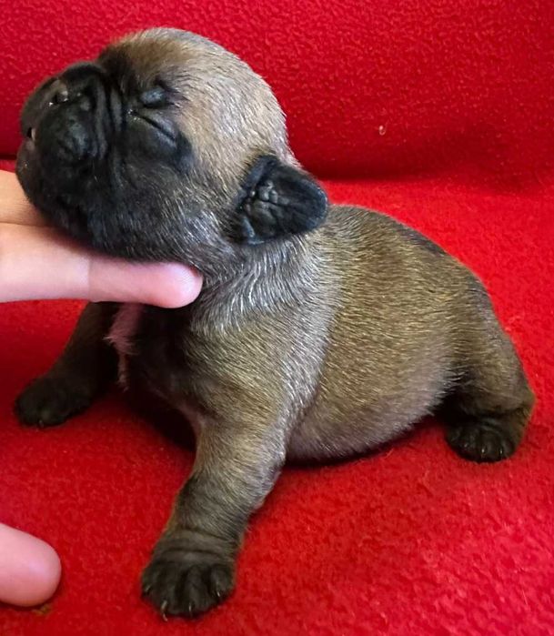 Bulldog Francês afixo Mayday Hill