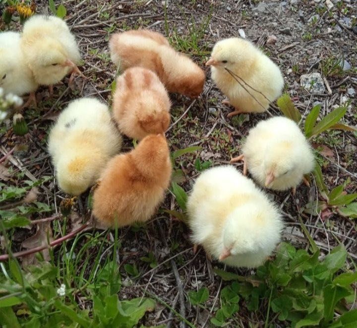 курчата м'ясо-яєчні від виробника