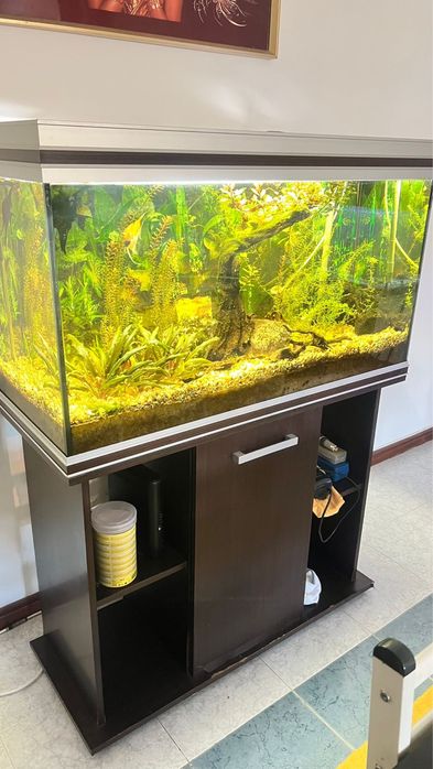 Aquario 200lt completo