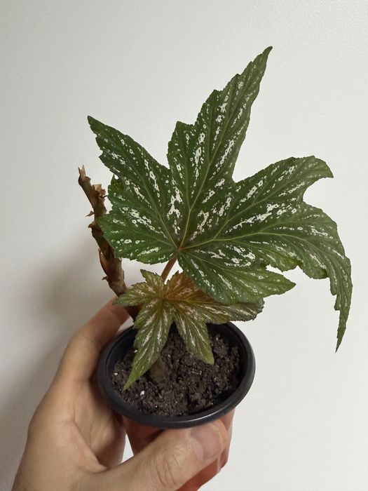 Begonia Diadema e carolina lucerna