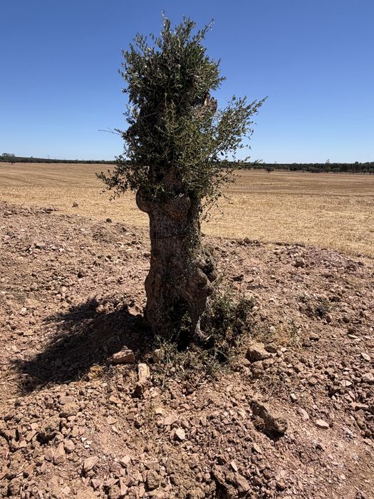 Oliveiras Milenares e Centenárias – Grande Porte