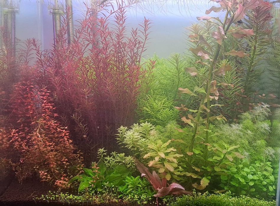 Limnophila Aromatica