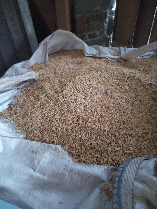 Sprzedam zboże owies i siano