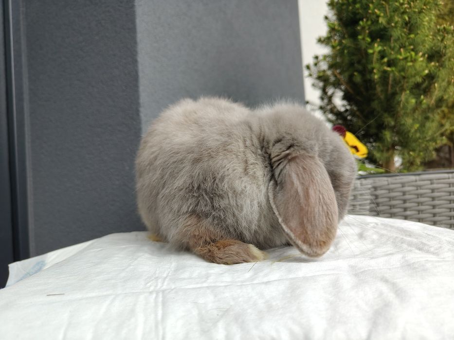 Mini Lop królik samiec 7 miesięcy