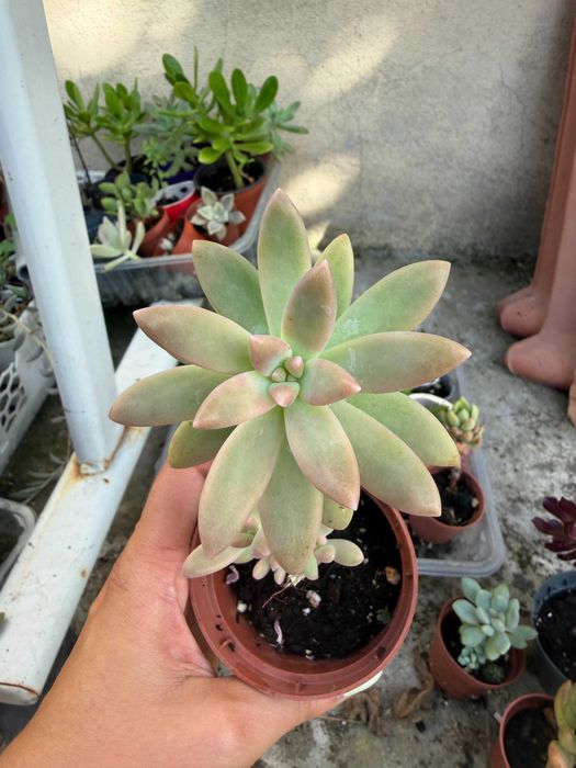 Suculentas variadas 3€ cada