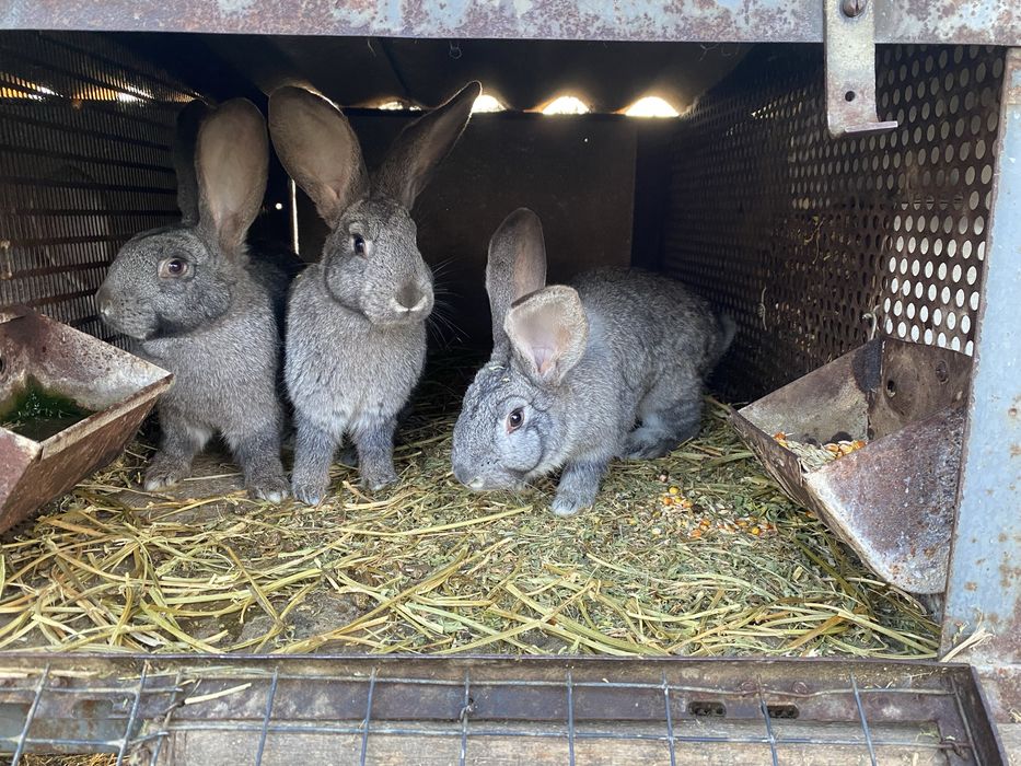 Кролі, молоді кролишки