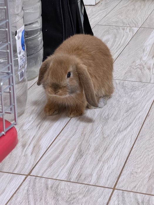 Продамо кролика *Висло Вухий Британець*