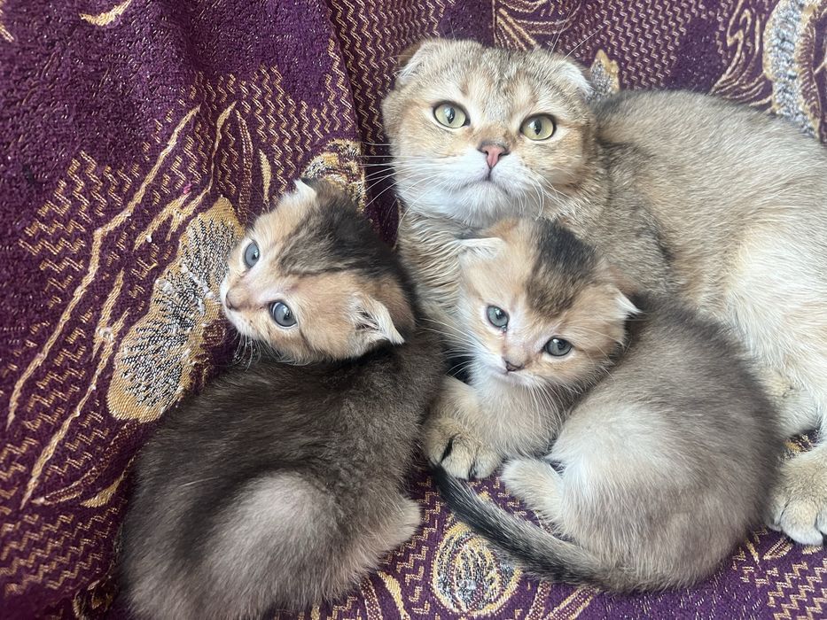 Золота шиншила висловухі кошенята
