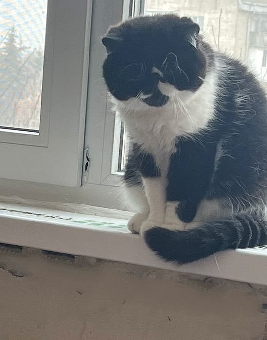 Чорно-біле кохання