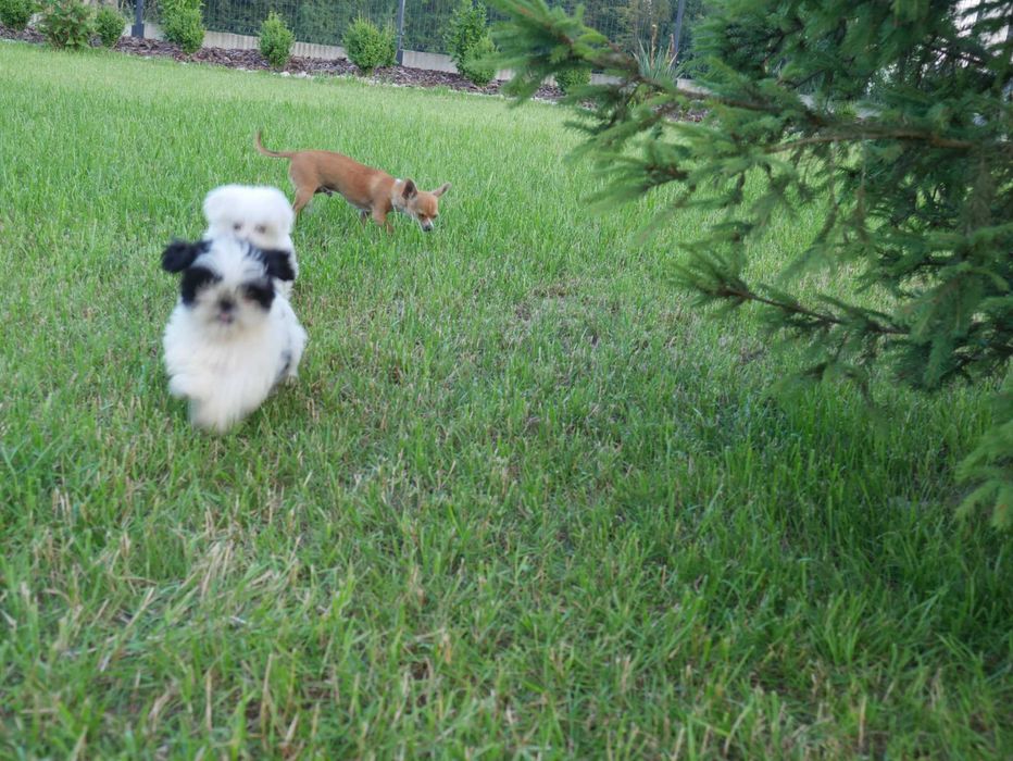 SHIH TZU -piesek