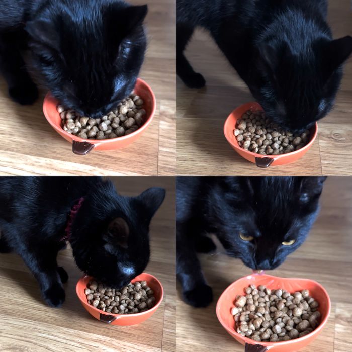 Сухий корм для котів | 0,5–10 кг | недорогий | дворові й домашні