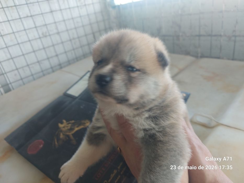 Akita inu japonês macho