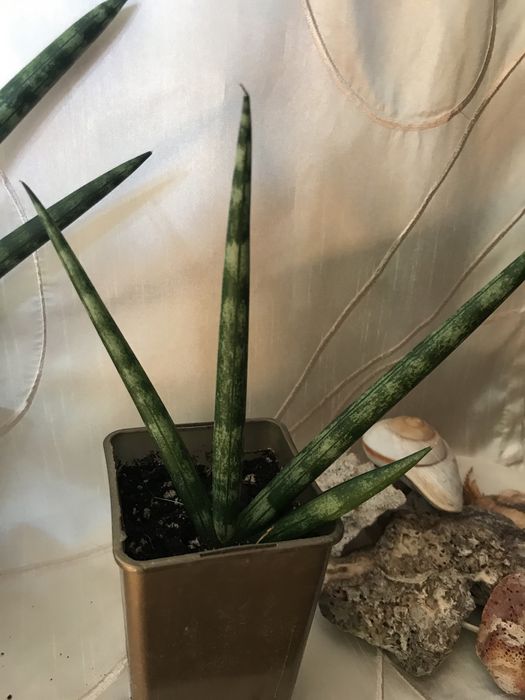 Sansewieria cylindrica tzw „palczasta”