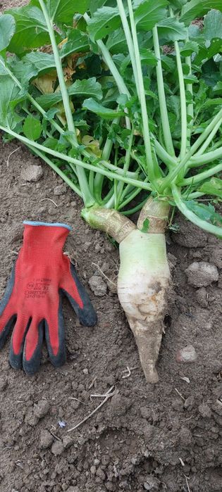Rzodkiew oleista  wysyłam