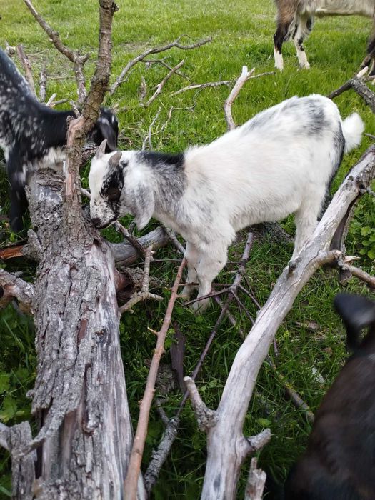 Продам козенята різного віку