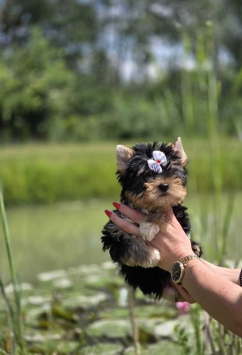 York yorki Yorkshire Terrier