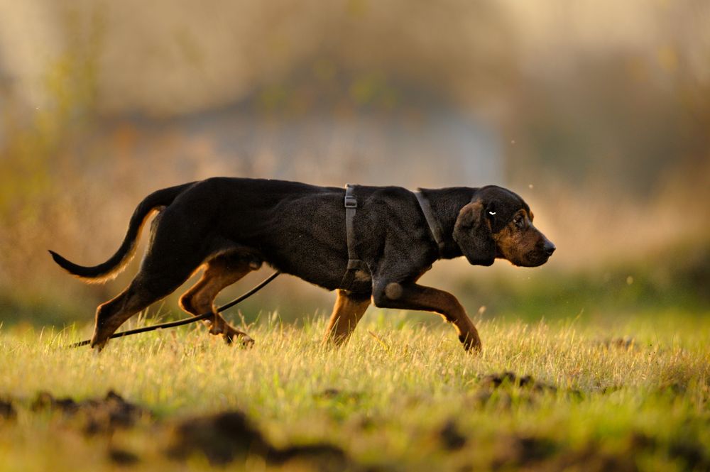 FADO - pies z typu gończy polski