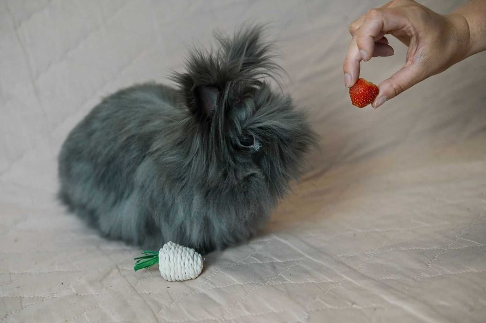 uroczy króliczek do adopcji sie poleca