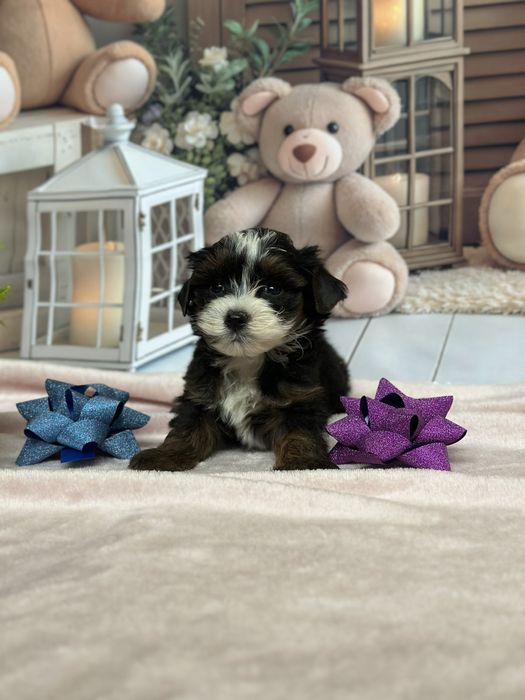 Міні бівер Йорк хлопчик гарнесенький красунчик.