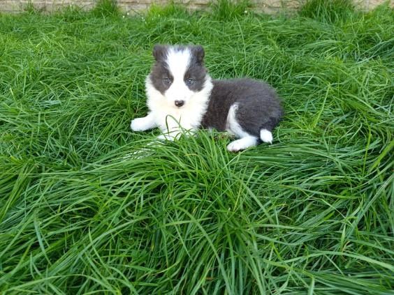 Piesek Border Collie