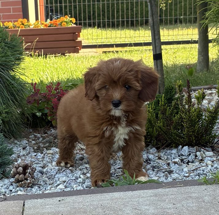 Cavapoo f1b Pudel Toy, Cavalier