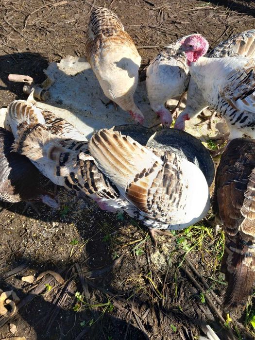 Vendo Perus e Peruas preço na descrição