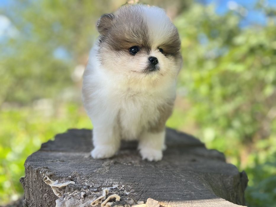 Spitz boy fluffy dog